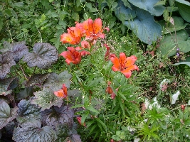 This flower was so nice with its colors